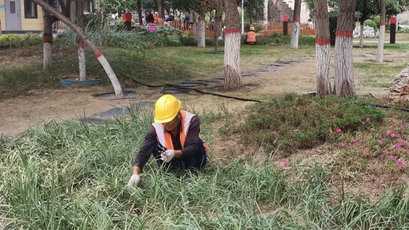 立体绿化，提升城市绿意的关键一招
