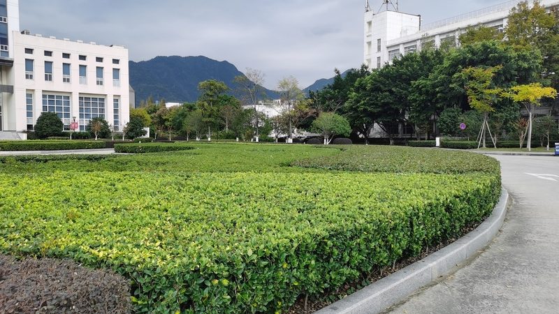 屋顶草坪养护注意事项：从生根到繁茂的守护之道
