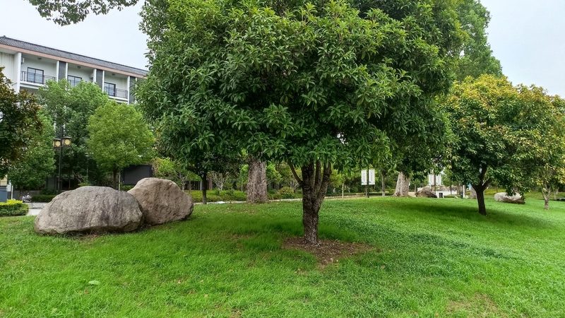 办公室绿植租赁，一个月到底要花多少钱